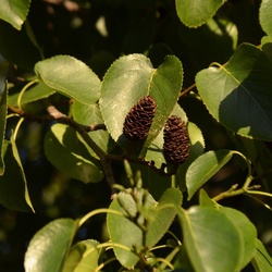 London/River Lea/DSC_0283.JPG